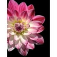 thumbnail image 3 of Foschino, Suzanne 19x24 Black Modern Framed Museum Art Print Titled - Ombre Dahlia 16, 3 of 5