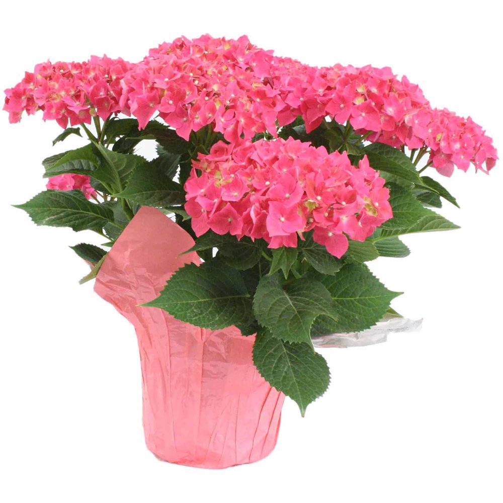 Delray Plants Hydrangea in Pink 6" Pot