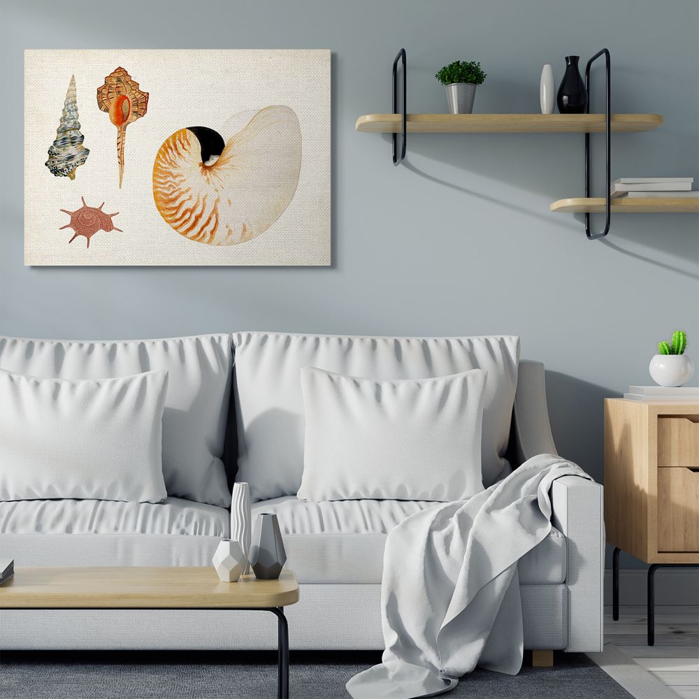 Stupell Industries Vintage Nautilus and Aquatic Spiral Shell Study Designed by Vision Studio