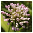 thumbnail image 4 of Everwilde Farms - 600 Prairie Onion Native Wildflower Seeds - Gold Vault Jumbo Bulk Seed Packet, 4 of 4
