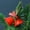 Red, variant on EDHITNR Classic Christmas Wrought Iron Ornament with Holly Berry, Rope Hanging Pendant for Xmas Tree Wall Door Festive Decoration, White