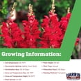thumbnail image 2 of Harris Seeds Snapdragon Rocket Red with Red Stem F1, Tall Cut Flower Variety for Garden and Field, 1,000 Count, 2 of 7