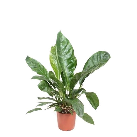 Jungle King Anthurium - 2 Live Starter Plants - Anthurium Radicans x Luxurians - Bold Compact Housplant