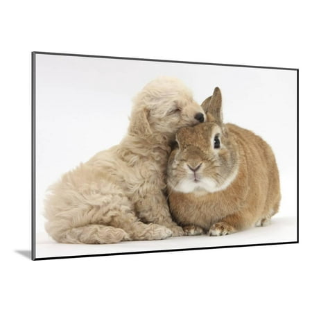 - Bichon Frise Cross Yorkshire Terrier Puppy, 6 Weeks, Asleep on Netherland Dwarf Cross Rabbit Wood Mounted Print Wall Art By Mark Taylor