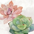 thumbnail image 2 of Kimberly, Allen 26x26 White Modern Wood Framed Museum Art Print Titled - Succulent Summer 1, 2 of 4