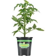 Bonnie Plants Organic Roma Classic Paste Tomato 14.6 oz.