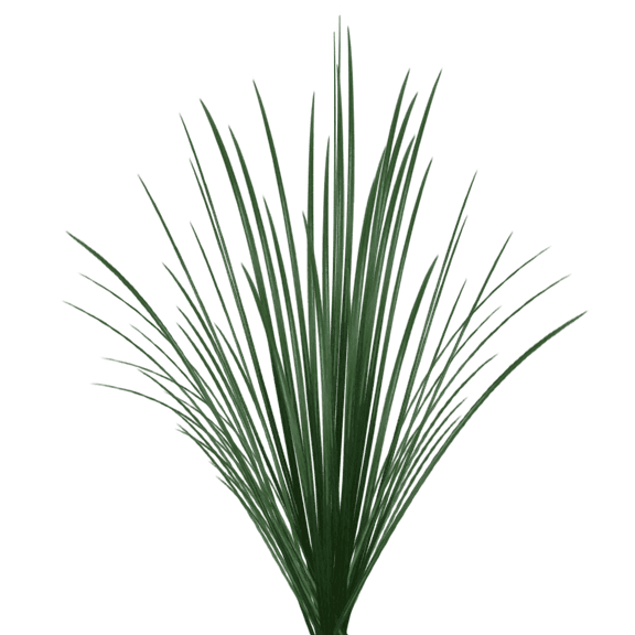 Lily Grass Bear Grass- Beautiful Fresh Cut Flowers- Express Delivery