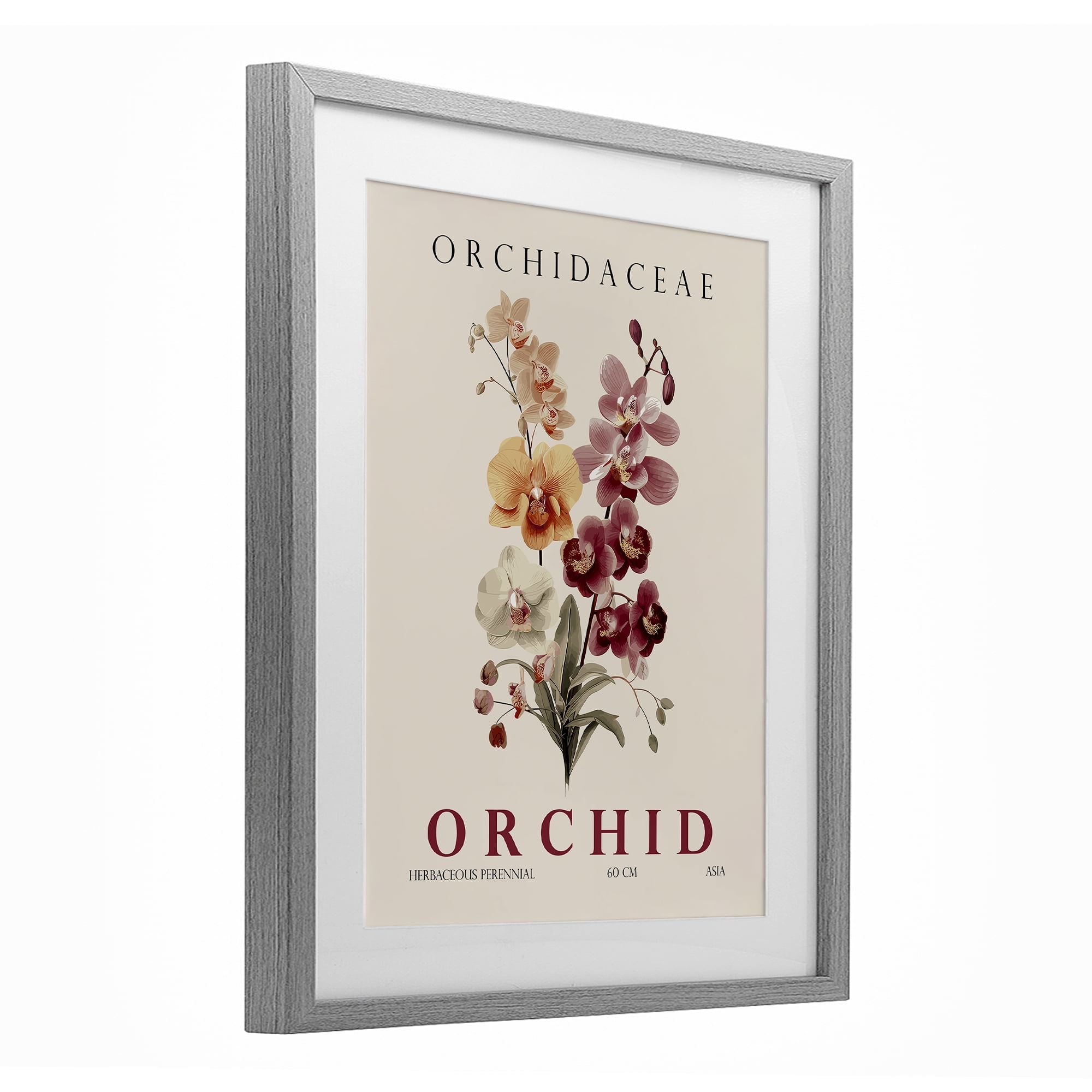 Stupell Industries Natural Orchid Bundle Gray Framed Print Under Glass, design by Christopher Giampietro