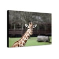 thumbnail image 1 of Canvas Print: Montgomery Zoo, Montgomery, Alabama, 2010, 1 of 3