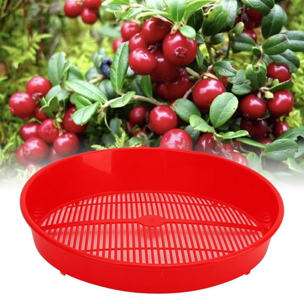Cesta Plástica Para Lavar Frutas, Tamiz De Limpieza Eficiente De Arándanos Para Jardín