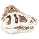 thumbnail image 4 of Modelo de calavera de resina, adorno de calavera de dinosaurio de resina, decoración de calavera, estatua de calavera elaborada por expertos, 4 of 9
