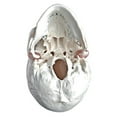 thumbnail image 5 of Wellden Medical Educational Life Size Human Skull Model, 3-part, 5 of 5