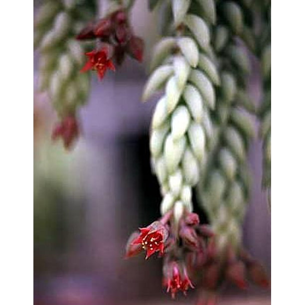 Burros Tail - 2 Plants - 1.75" Pot - Sedum morganianum ...