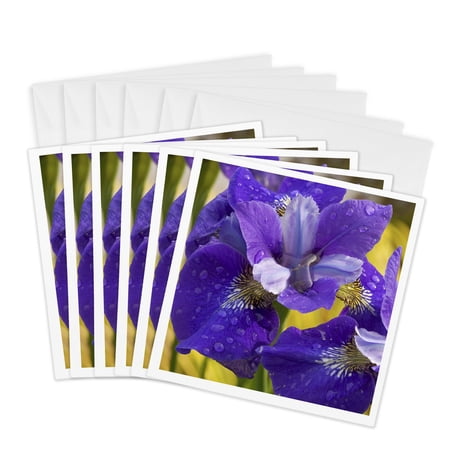 3drose Iris Flowers in Garden - Na01 Bja0151 - Jaynes Gallery 6 Greeting Cards with Envelopes