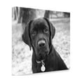 thumbnail image 2 of Tangletown Fine Art 'Zoey' Photographic Print on Wrapped Canvas, 2 of 3