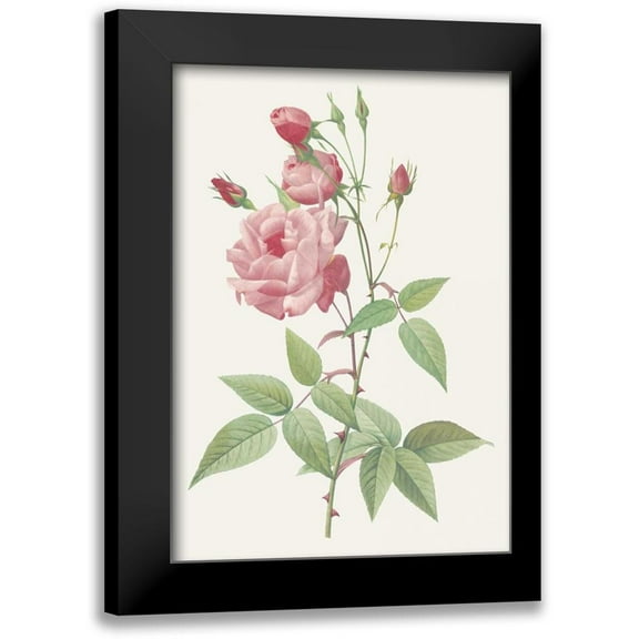 Redoute, Pierre 11x14 Black Modern Framed Museum Art Print Titled - Rosa Indica Vulgaris