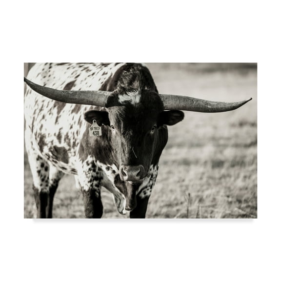 Trademark Fine Art 'Longhorn Portrait Centered' Canvas Art by Tyler Stockton
