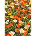 thumbnail image 5 of TomorrowSeeds - Iceland Poppy Seeds - 5,000+ Count - For 2026 Planting Papaver Paper Poppies, 5 of 9