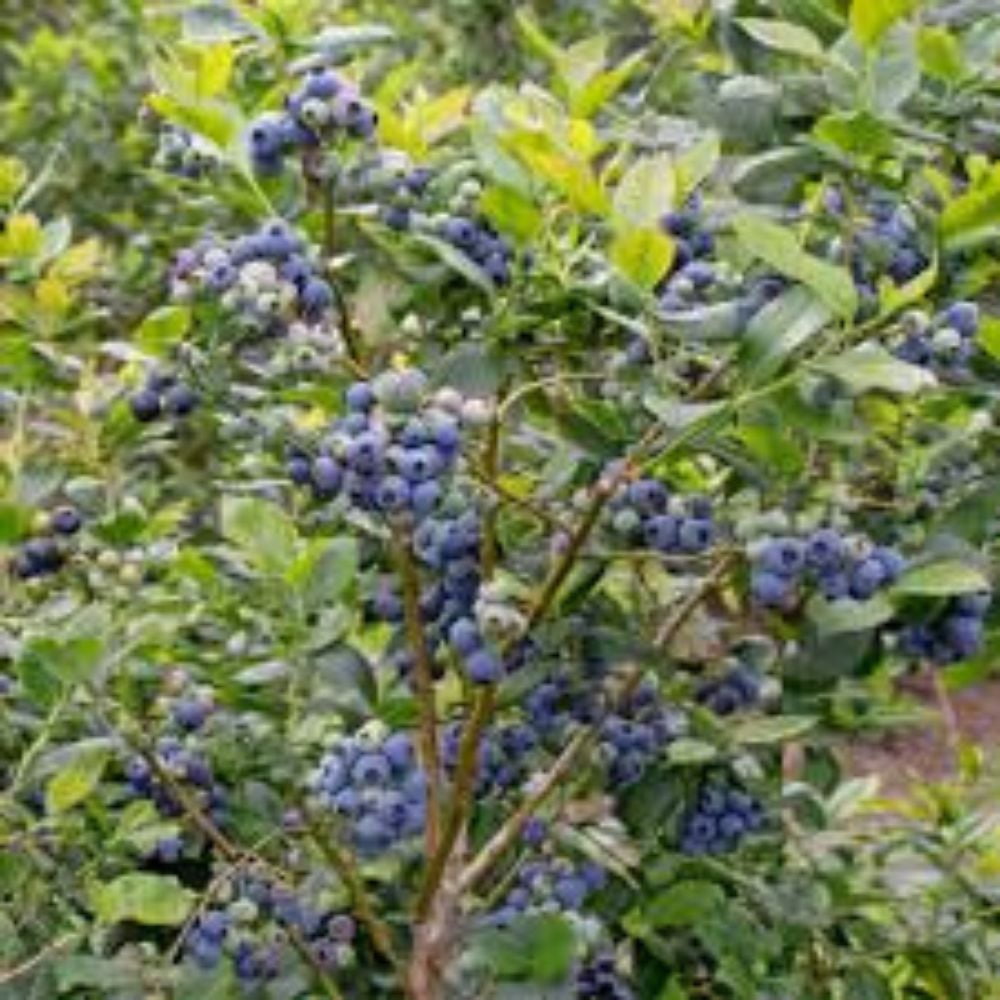 Expert Gardener 2-3 ft tall Powder Blue Rabbiteye Blueberry Live Shrub in 5-Gallon Grower Pot