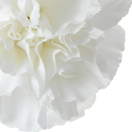 natural fresh flowers white carnations 100 stems walmart com