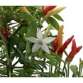 thumbnail image 2 of Fire Pepper Plant - World's Smallest Pepper - Tasty - 2.5" Pot - Grow Inside/Out, 2 of 3