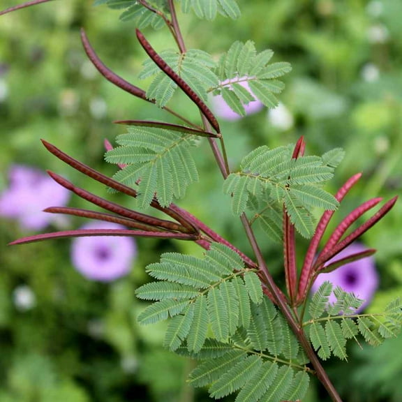 Outsidepride Mimosa Pudica Flower Seeds - 2000 Seeds