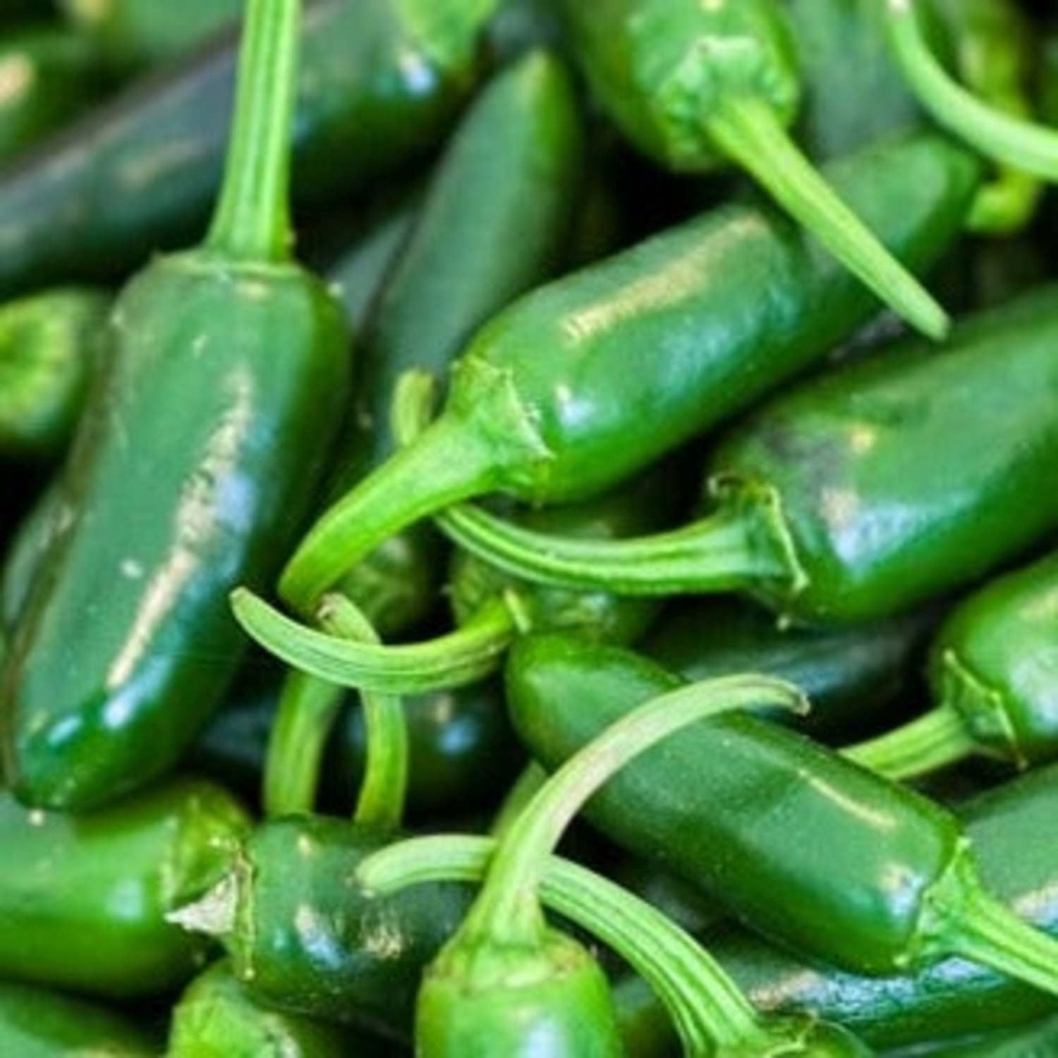 Proven Winners 4" Mucho Nacho Jalapeno Live Plant in 4.25" Pot (4 Count)