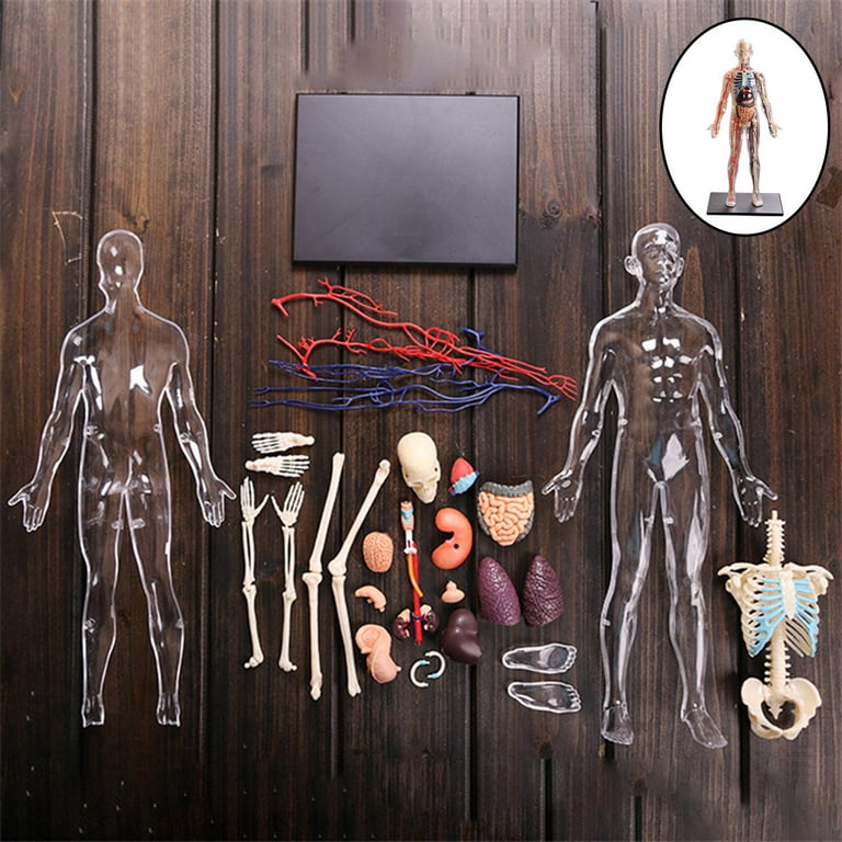 Interactive Human Body Fully Figure Human Body Model for Removable