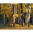 thumbnail image 2 of Great Art Now Aspen And Ponderosa Trees In Autumn, Deschutes National Forest by Jaynes Gallery / Danita Delimont, Canvas Wall Art, 20W x 16H, 2 of 2