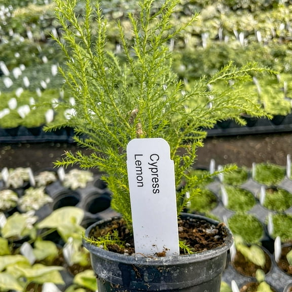 Dwarf Lemon Cypress - Live Bonsai Starter Plant - 4" Growers Pot