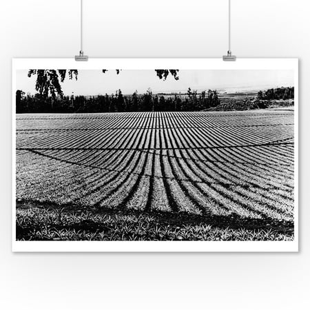 Honolulu, Hawaii - View of Pineapple Fields Photograph (9x12 Art Print, Wall Decor Travel Poster)