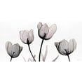 thumbnail image 3 of Stellar Design Studio 18x11 Black Modern Framed Museum Art Print Titled - Floral Simplicity, 3 of 5