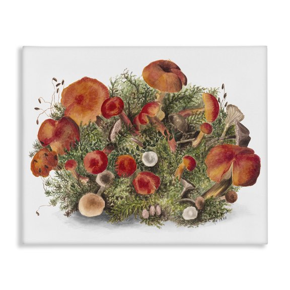 Stupell Industries Rustic Cottage Mushrooms Botanical & Floral Painting Gallery Wrapped Canvas Art Print Wall Art, 30 x 24