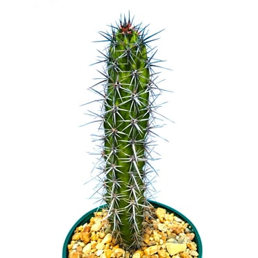 Stenocereus gummosus