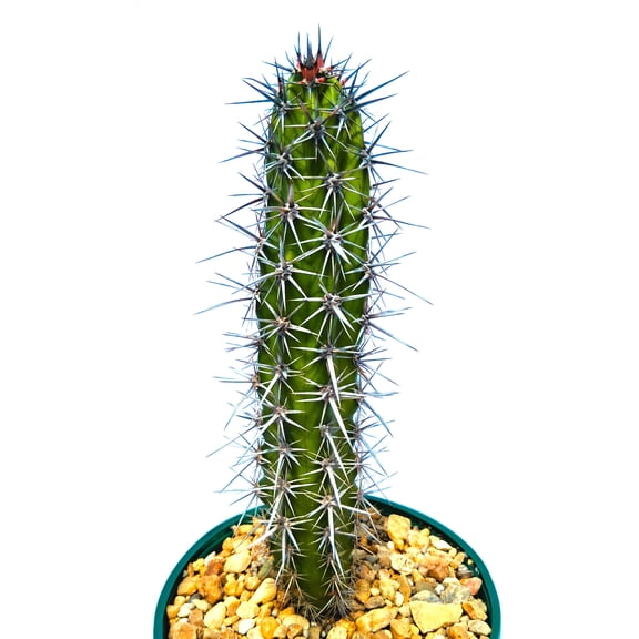 Stenocereus gummosus