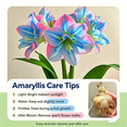 thumbnail image 5 of Amaryllis, Low Maintenance - Easy Grow - Ideal for Beds Borders, Plant Pots & Planters, 5 of 5