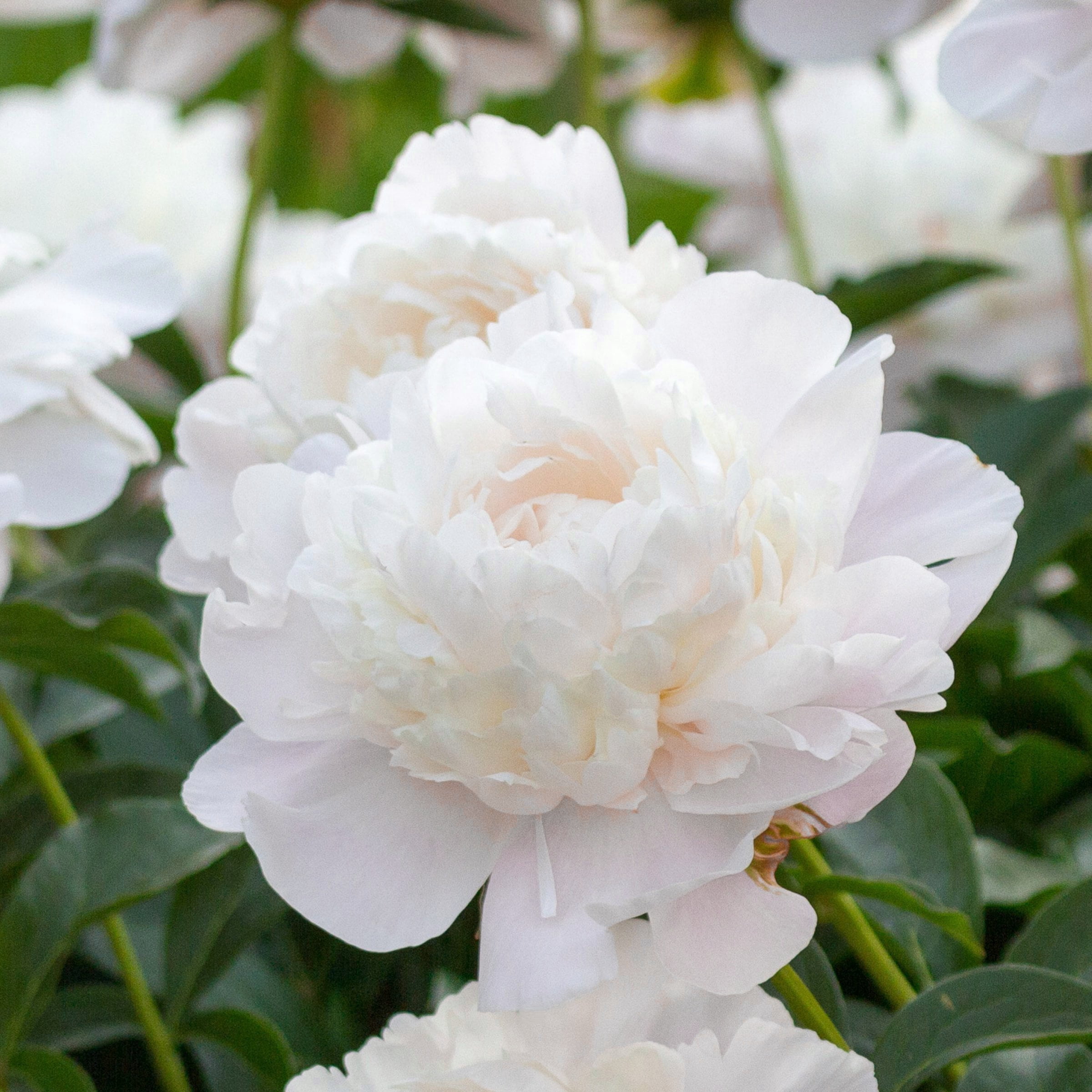 National Plant Network Peony Bulbs White Blooming (3-Pack)