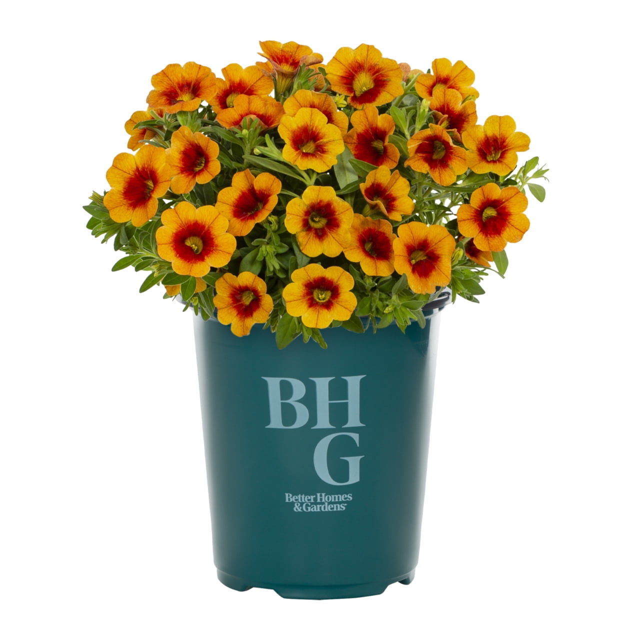 Better Homes & Gardens 1.5PT Orange Calibrachoa Live Annual Plant Sun 5-Pack