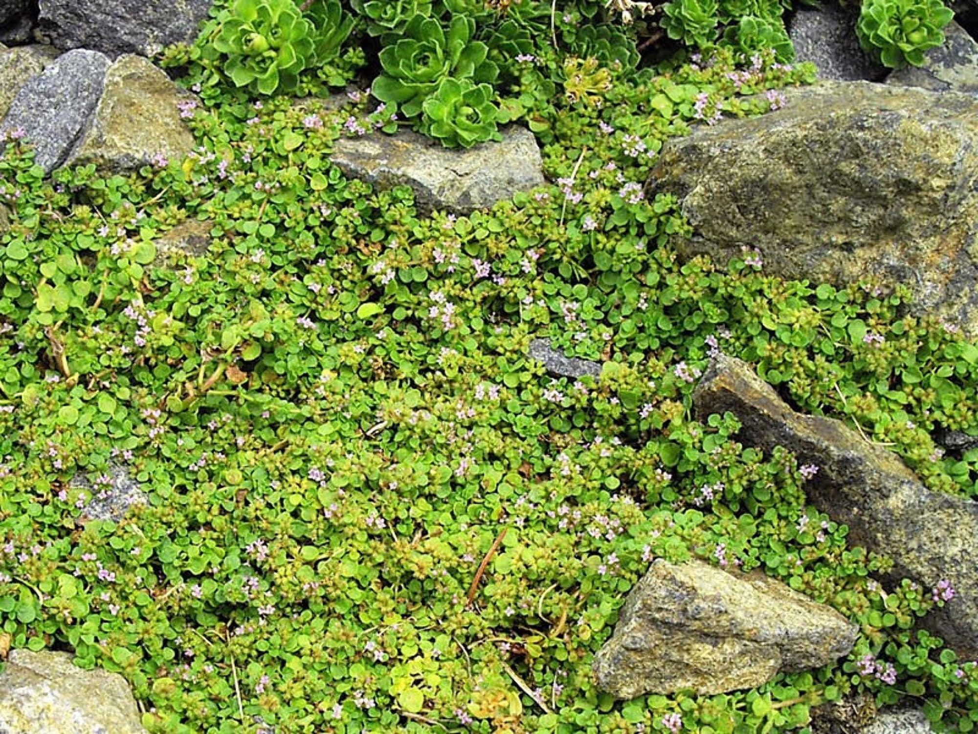 1000 Bulk CORSICAN MINT Mentha Requienii Herb Fragrant Ground Cover Flower Seeds