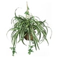 thumbnail image 1 of Cesta colgante con forma de araña casi natural con plantas artificiales, color verde, 1 of 4
