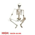 thumbnail image 3 of DPTALR 165cm Halloween Squelette Accessoire Humain Taille Complète Crâne Main Modèle Anatomique, 3 of 7