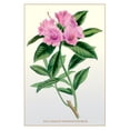 thumbnail image 1 of Buy Enlarge 0-587-11537-8P20x30 Ciliated Rhododendron- Paper Size P20x30, 1 of 1