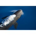 thumbnail image 2 of A false killer whale exhales as it breaks the surface off Maui  Hawaii. Poster Print by VWPics/Stocktrek Images (17 x 11, 2 of 2