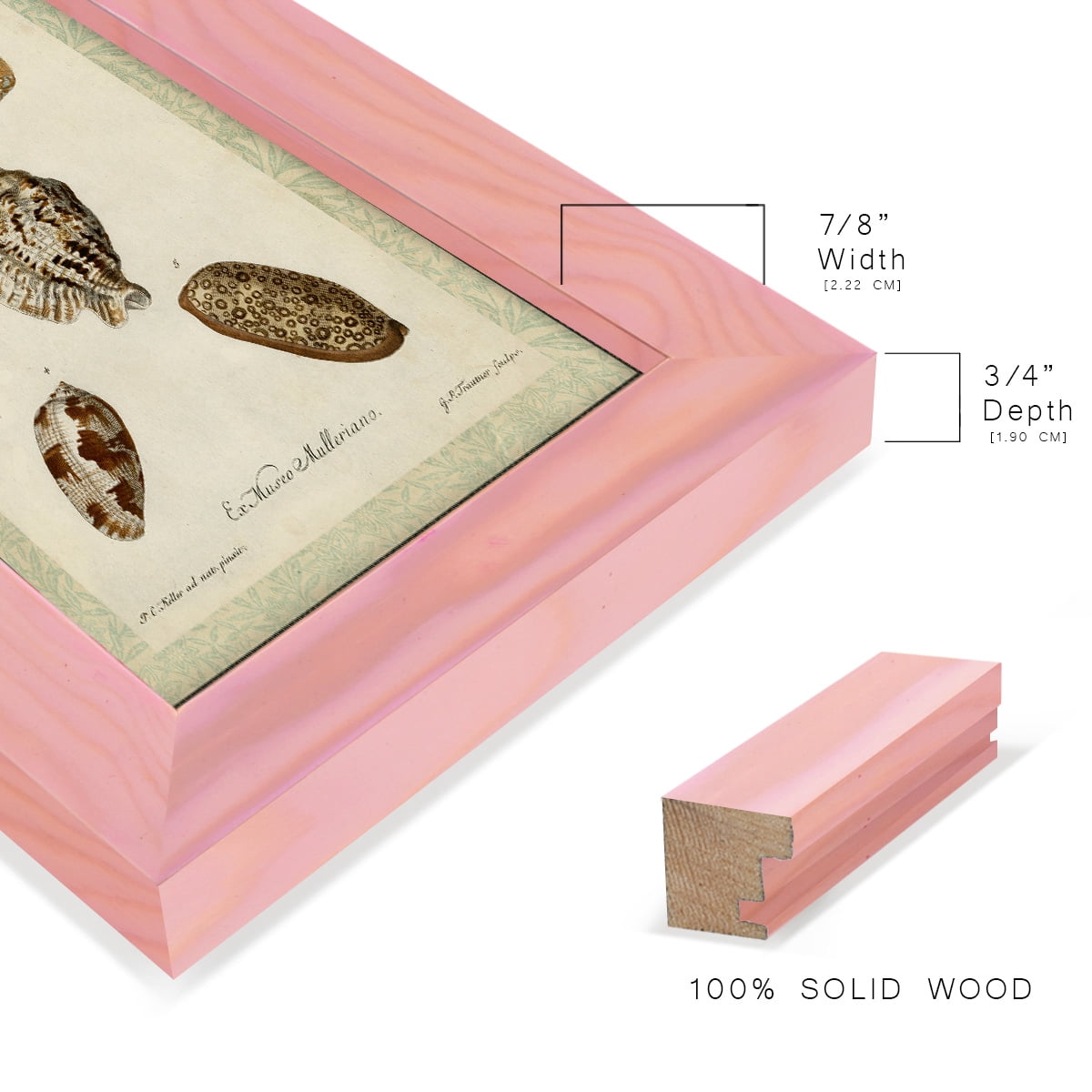 Bookplate Shells II - Framed Print w/glass - Sunset Pink