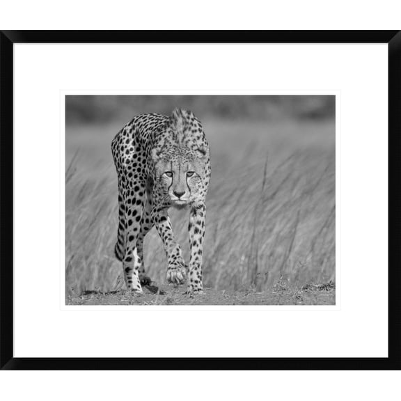 Global Gallery Jaco Marx 'Focused Predator' Framed Wall Art