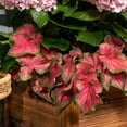 thumbnail image 4 of Better Homes & Gardens 1.5PT Pink Caladium Live Annual Plant Sun, 4 of 7