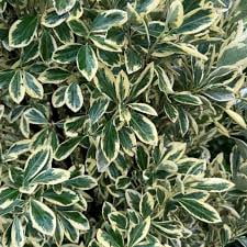 RedCrocus Chollipo Euonymus Live Plant - Variegated Evergreen Shrub for Hedges and Containers, Euonymus japonicus, Full Sun to Part Shade, USDA Zones 6-9 5 Gallon Nursery Pot