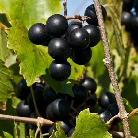 Muscadine Grape Vine Live Plant Starter, 4-7" Tall Fruit Grapevine Plants for Outdoor Planting, Common Black Type