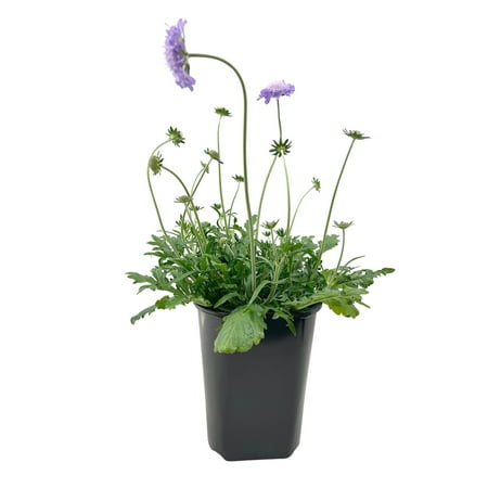 Expert Gardener 2QT Blue Scabiosa Live Plant Sun