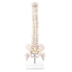 thumbnail image 1 of Miniature Spine Anatomy Model, 15.5inch Mini Vertebral Column Model with Spinal Nerves, Pelvis, Fem, 1 of 5